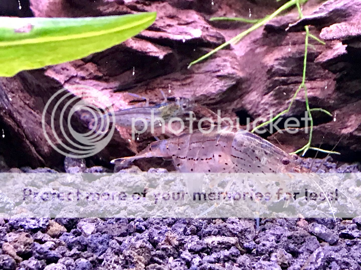 HighTech 10 Gallon Planted Shrimp Tank (PICTURE HEAVY) Page 2 The