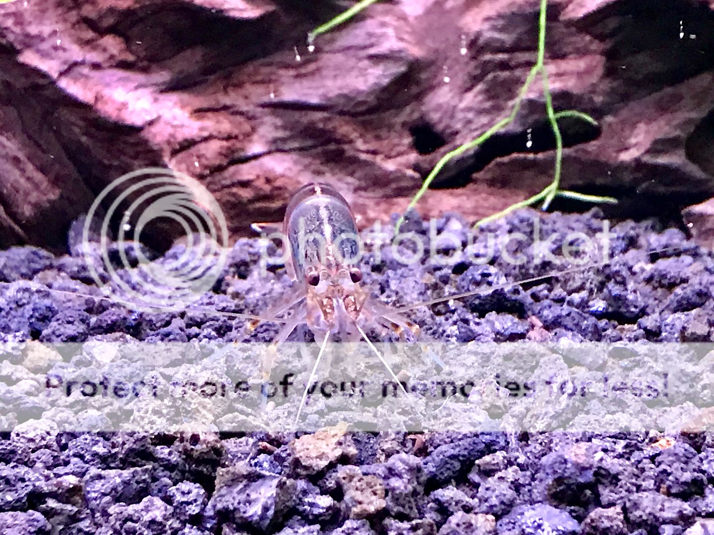 HighTech 10 Gallon Planted Shrimp Tank (PICTURE HEAVY) Page 2 The