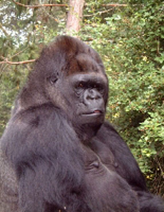 Koko the gorilla, 2015-ый год, Коко, горилла, обезьяны, животные,-2 (1)