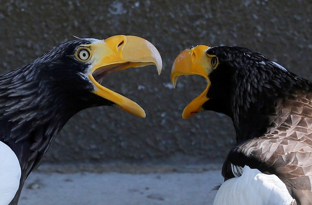 A pair of Steller’s sea eagles share an open-air cage in Royev Ruchey zoo
